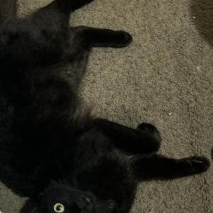 Lost Cat Salem