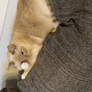 Image of Finley (Finn), Lost Cat