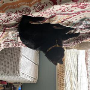 Lost Cat Wednesday