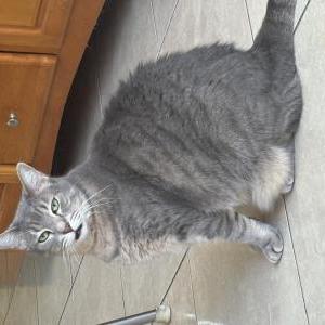 Lost Cat Luna