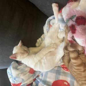 Image of Europa, Lost Cat