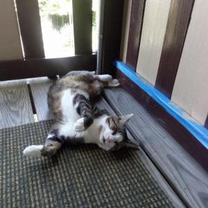 Image of Oliver, Lost Cat