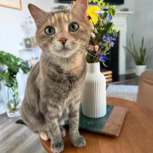 Lost Cat Haze