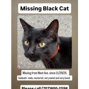 Lost Cat Sabbath
