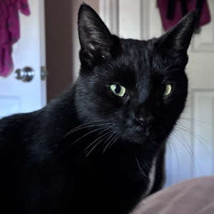 Image of Hector, Lost Cat