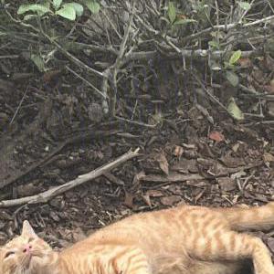 Lost Cat Wanji