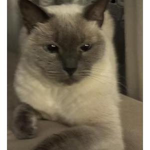 Image of Leia, Lost Cat