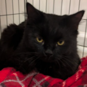 Image of unknown, Found Cat