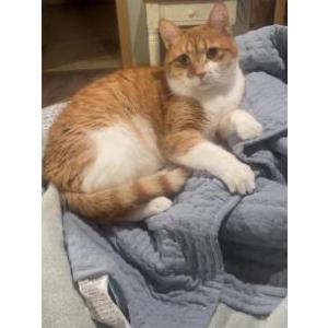 Lost Cat Pudge