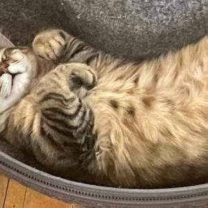 Image of Rolly, Lost Cat