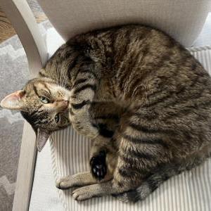 Image of Nala, Lost Cat