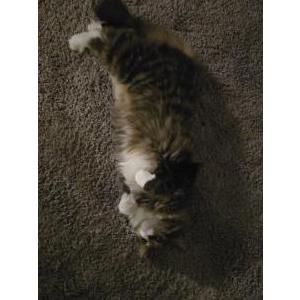 Image of Shadow, Lost Cat