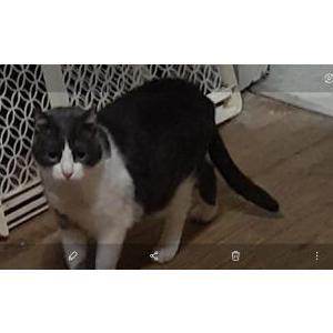 Lost Cat Tinkabell(TinkTinks)