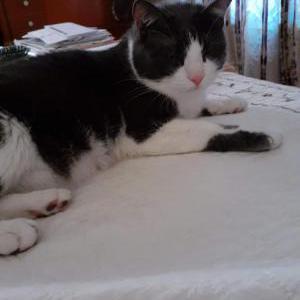 2nd Image of Tinkabell(TinkTinks), Lost Cat