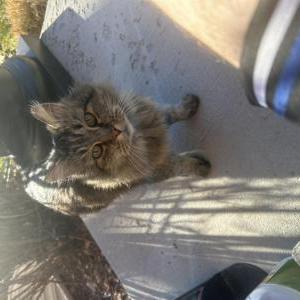Found Cat Unknown
