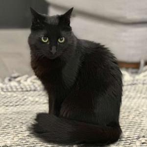 Lost Cat Toothless