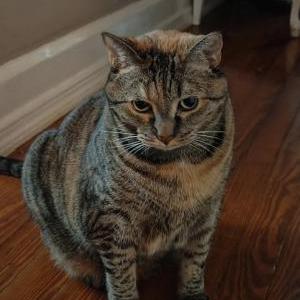 Lost Cat Mazy
