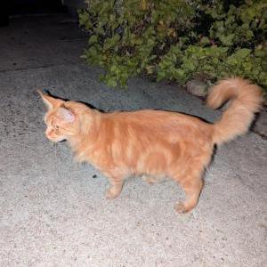 Found Cat Unknown
