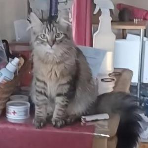 Image of Clyde, Lost Cat