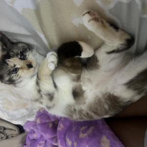 Lost Cat Ash