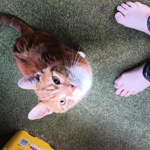 Found Cat Unknown