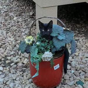 Lost Cat Willis