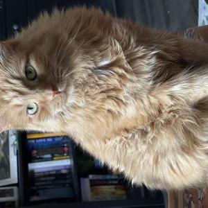 Image of Cheeto, Lost Cat