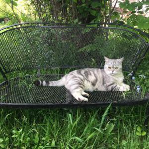 Lost Cat Francesca
