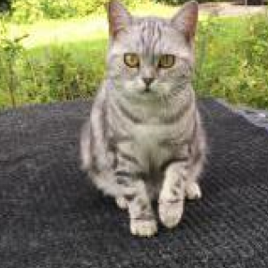 Lost Cat Josephine
