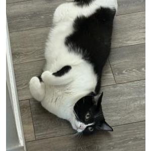 Lost Cat Fajita