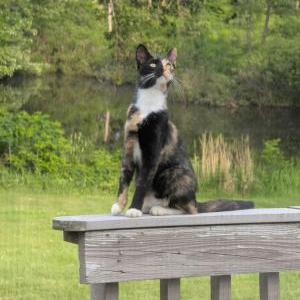 Image of Pete, Lost Cat