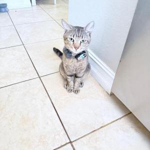 Lost Cat Ramoncito