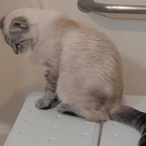 Lost Cat Hercules/Little Dude
