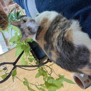 Image of Biscuit, Lost Cat