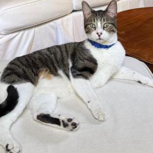 Lost Cat Bean