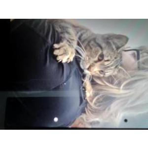 Image of Unknown, Found Cat