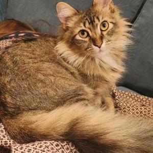 Lost Cat Kitty