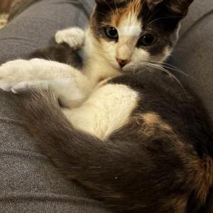 Lost Cat Petals