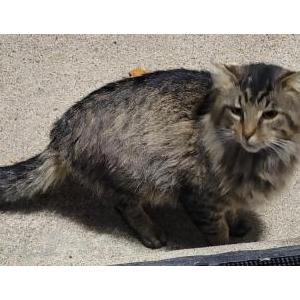 Found Cat Ukn