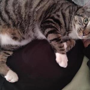 Lost Cat Cherry