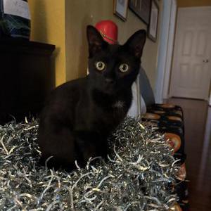 Lost Cat Betty