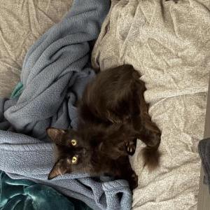 Lost Cat Arwyn
