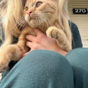 Found Cat Unknown