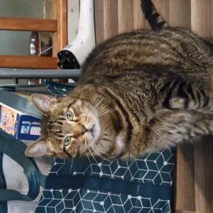 Lost Cat Ronald