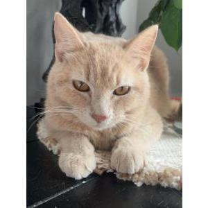 Lost Cat cheeto