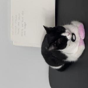 Lost Cat Gata