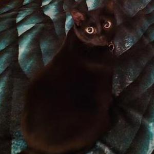 Lost Cat VOID