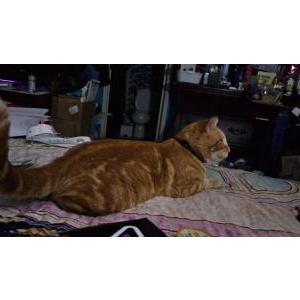 Image of Stevie Wonder, Lost Cat