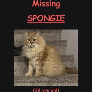 Lost Cat Spongie