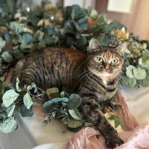 Lost Cat kallie